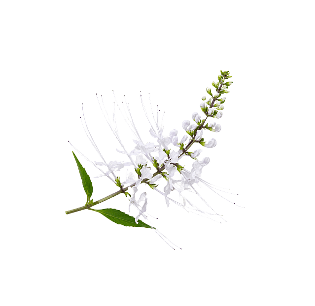 Stillingia