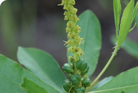 Stillingia Root