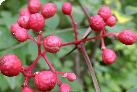 Prickly Ash Bark